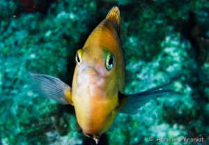Malendure - îlet Pigeon